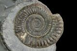Ammonite (Dactylioceras) Fossil - England #127478-1